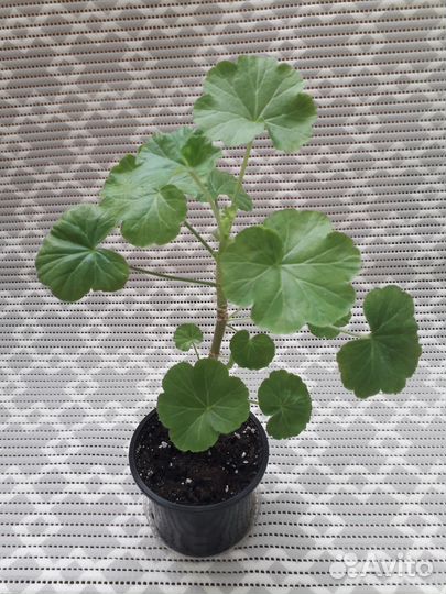 Пеларгония герань красная