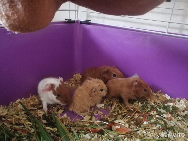 Морские свинки Калифорния