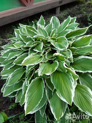 Многолетние цветы, кусты