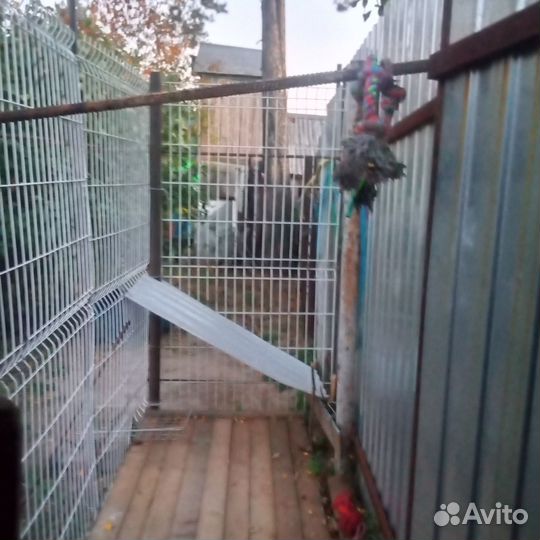 Вольер для собак