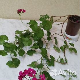 Пеларгония плющелистная ампельная (Pelargonium)