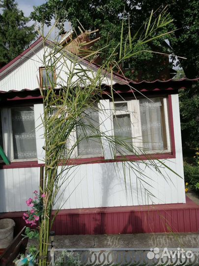 Финиковая пальма