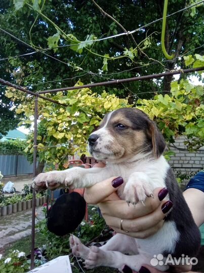 Щенки русской пегой гончей