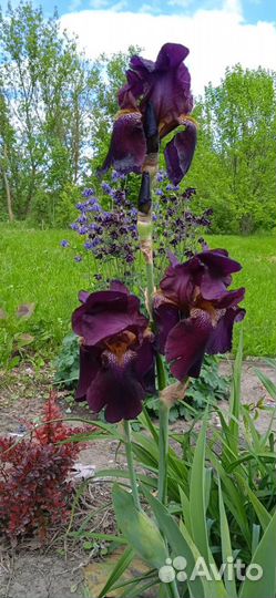 Ирисы