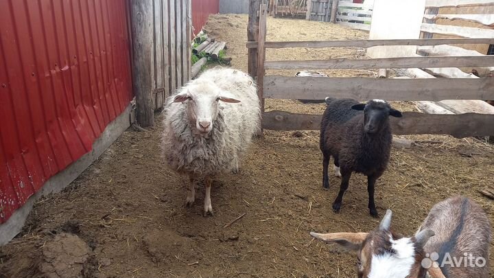 Овцы 2шт, нубийские козочки, нубийский козлик