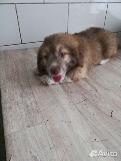 Щенки в добрые руки