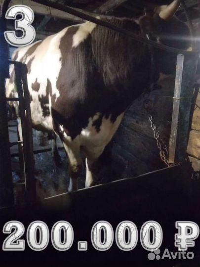 Племенной скот - корова и быки