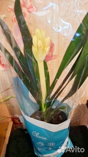 Кливия миниата