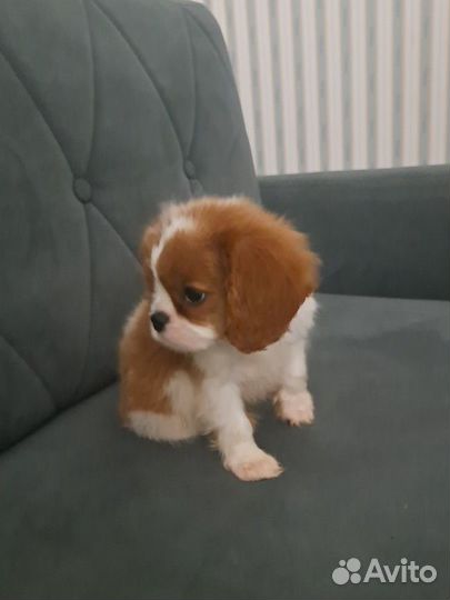 Кавалер Кинг чарльз спаниель
