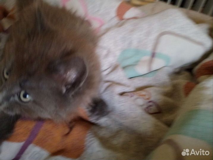 Русская голубая