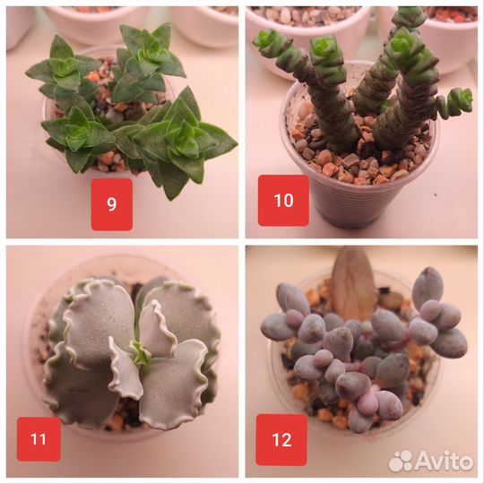 Суккуленты / Редкие суккуленты
