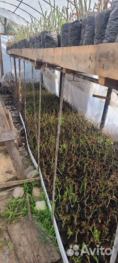 Кустовые розы саженцы