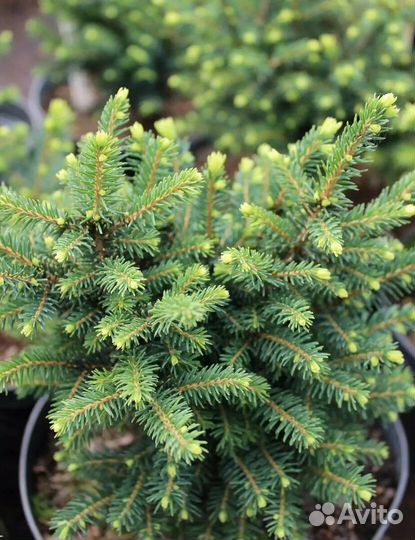 Сербская ель Карел (Karel)