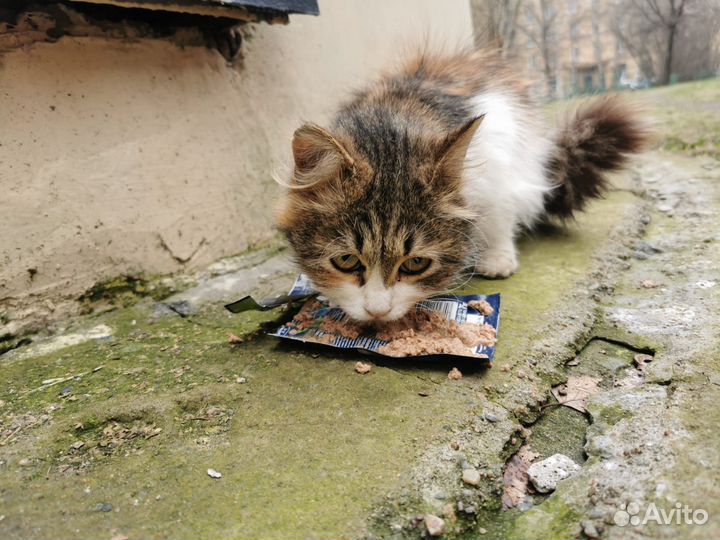 Кошечка на улице, помогите пожалуйста спасти