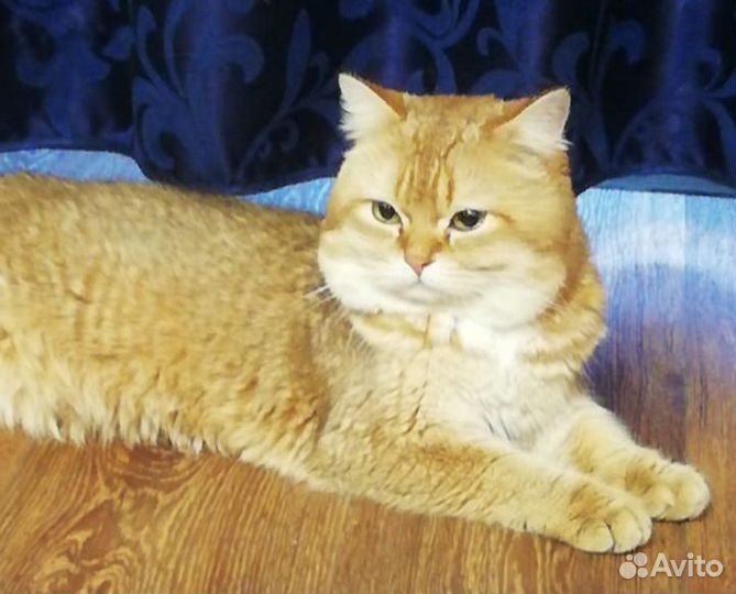 Шотландский кот вязка