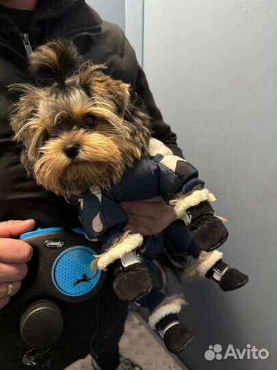 Йоркширский терьер мини беби фейс щенки