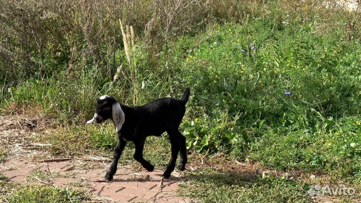 Англо-нубийские козлик и козочка