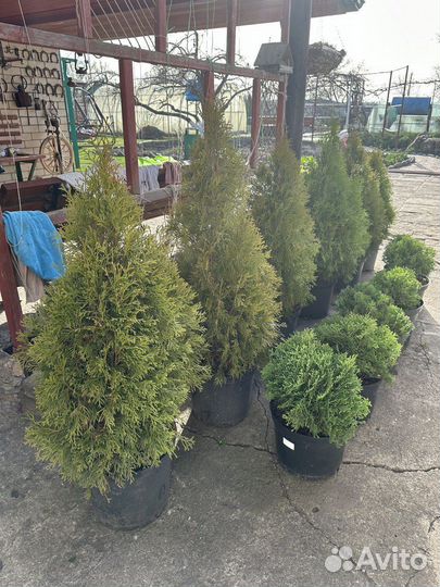 Туя смарагд, даника