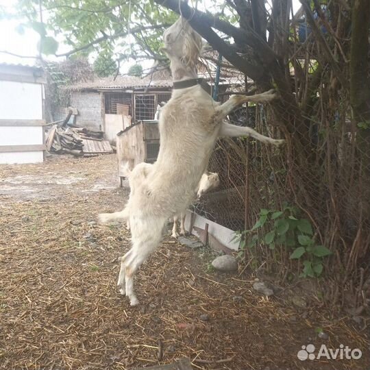 Козел ламанча