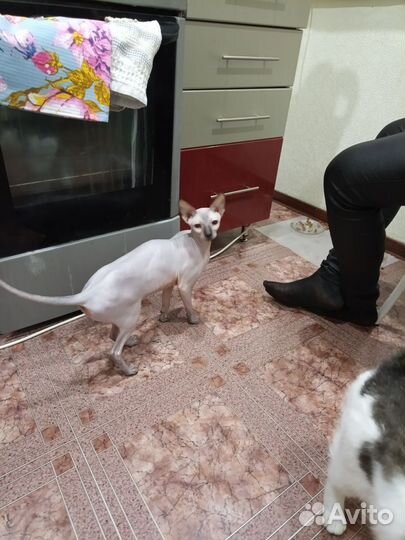 Сфинкс резинка