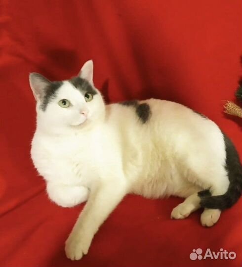 Кошки бесплатно