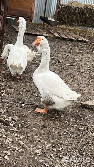 Гусь Холмогор