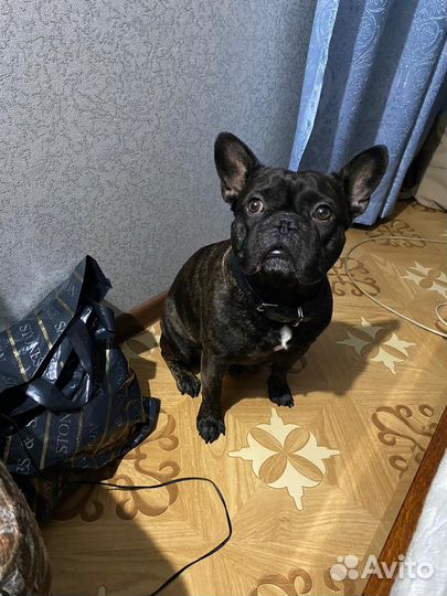 Французский бульдог. Щенок