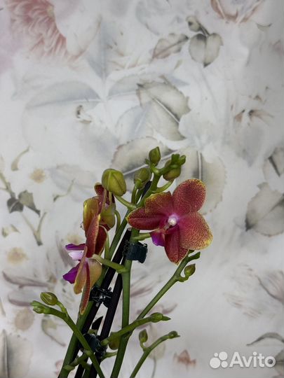 Орхидея фаленопсис