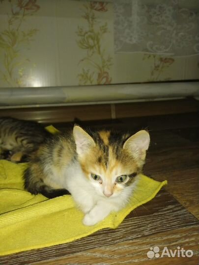 Котята в добрые руки. три девочки