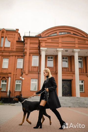 Фотосессия с доберманом