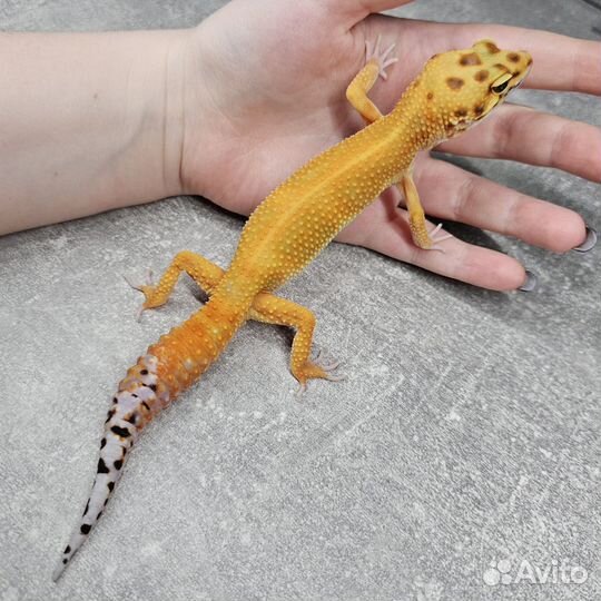 Взрослые эублефары пара Gpro