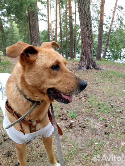 Кото-пес в добрые руки