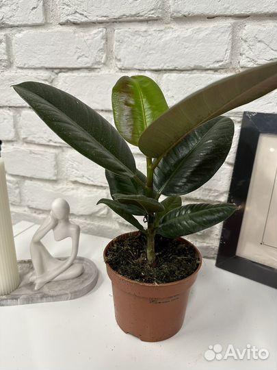 Фикус эластика