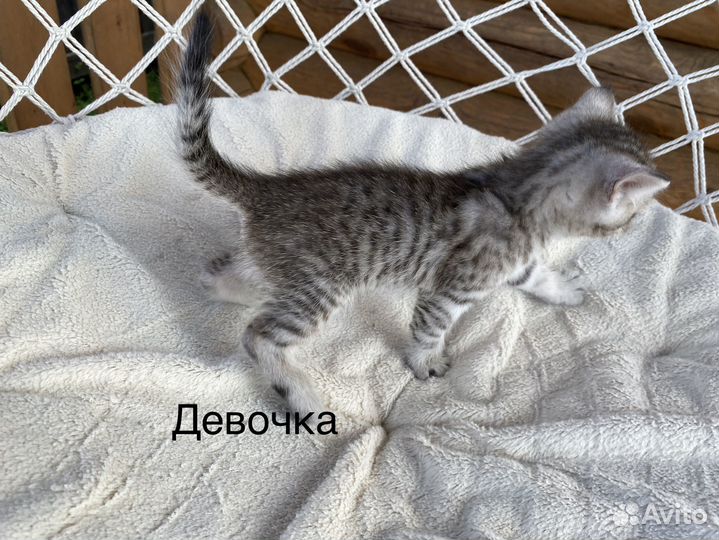 Отдам котят в добрые руки