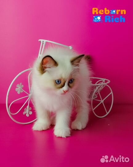 Ragdoll девочка