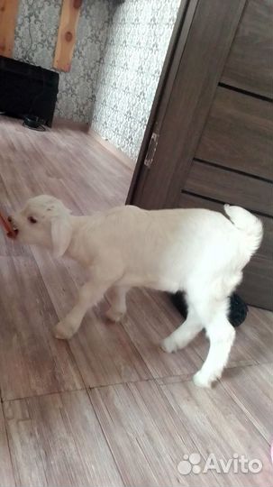 Продажа козлят