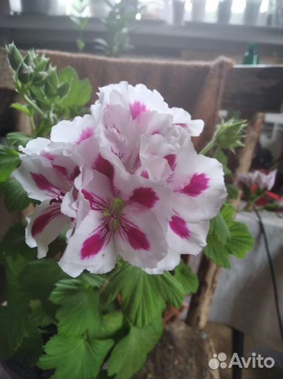 Королевская Пеларгония герань