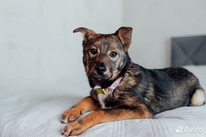 Щенок в добрые руки