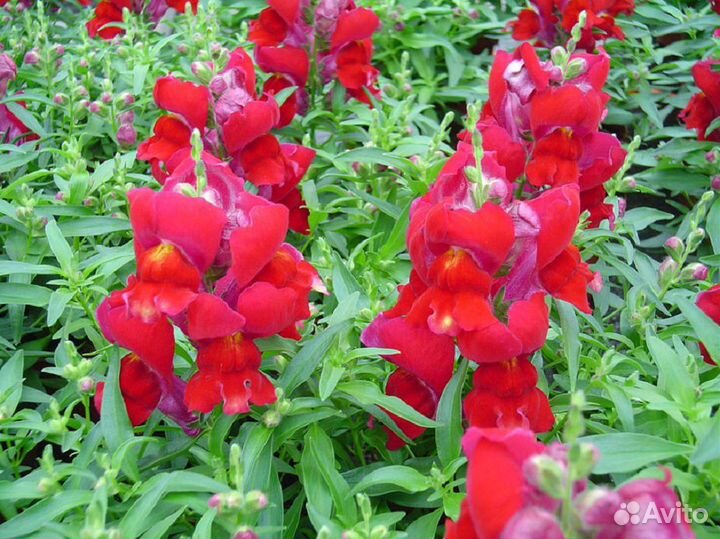 Рассада летников оптом и в розницу