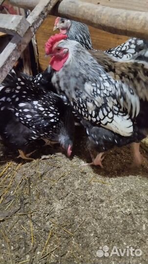 Инкубационное яйцо породных кур