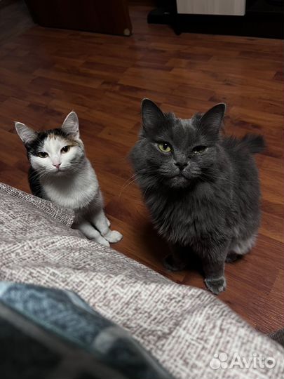 Заберите в добрые руки