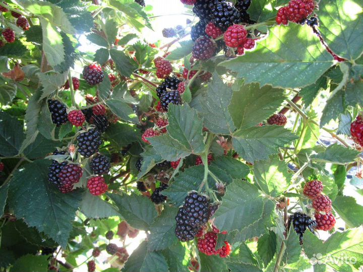 Саженцы ежевики