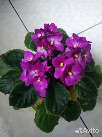 Фиалка сортовая