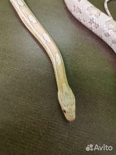 Маисовый полоз вязка