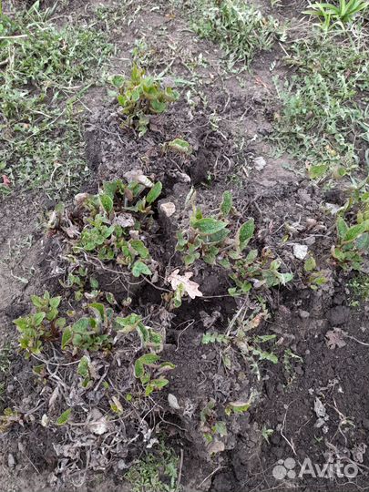 Цветы многолетние