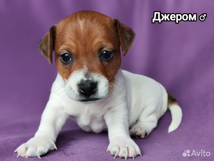 Щенки джек рассел терьер