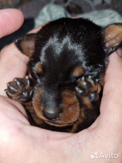 Цвергпинчеры