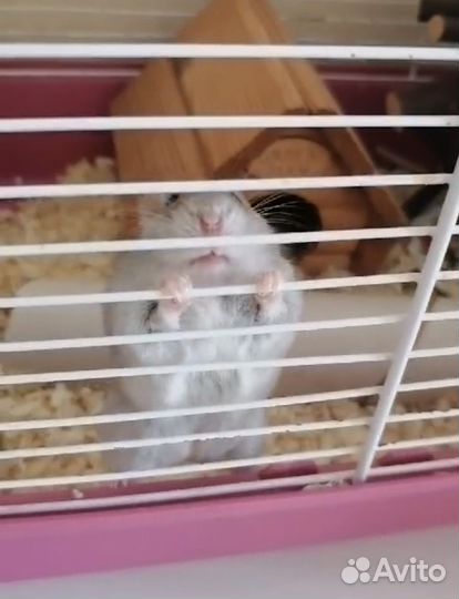 Хомяки джунгарики