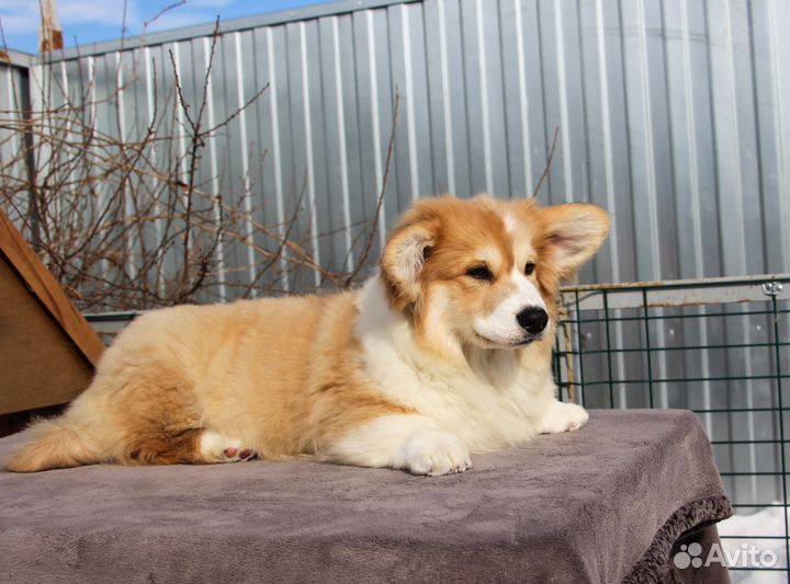 Корги,щенок - флаффи