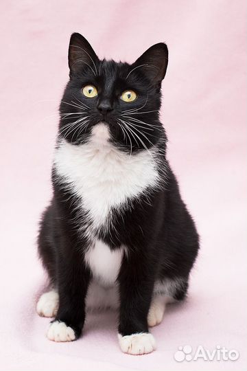 Очень ласковая кошка в добрые руки